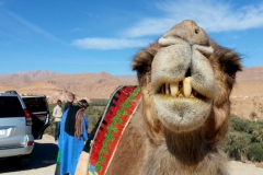 Morocco Camel trekking